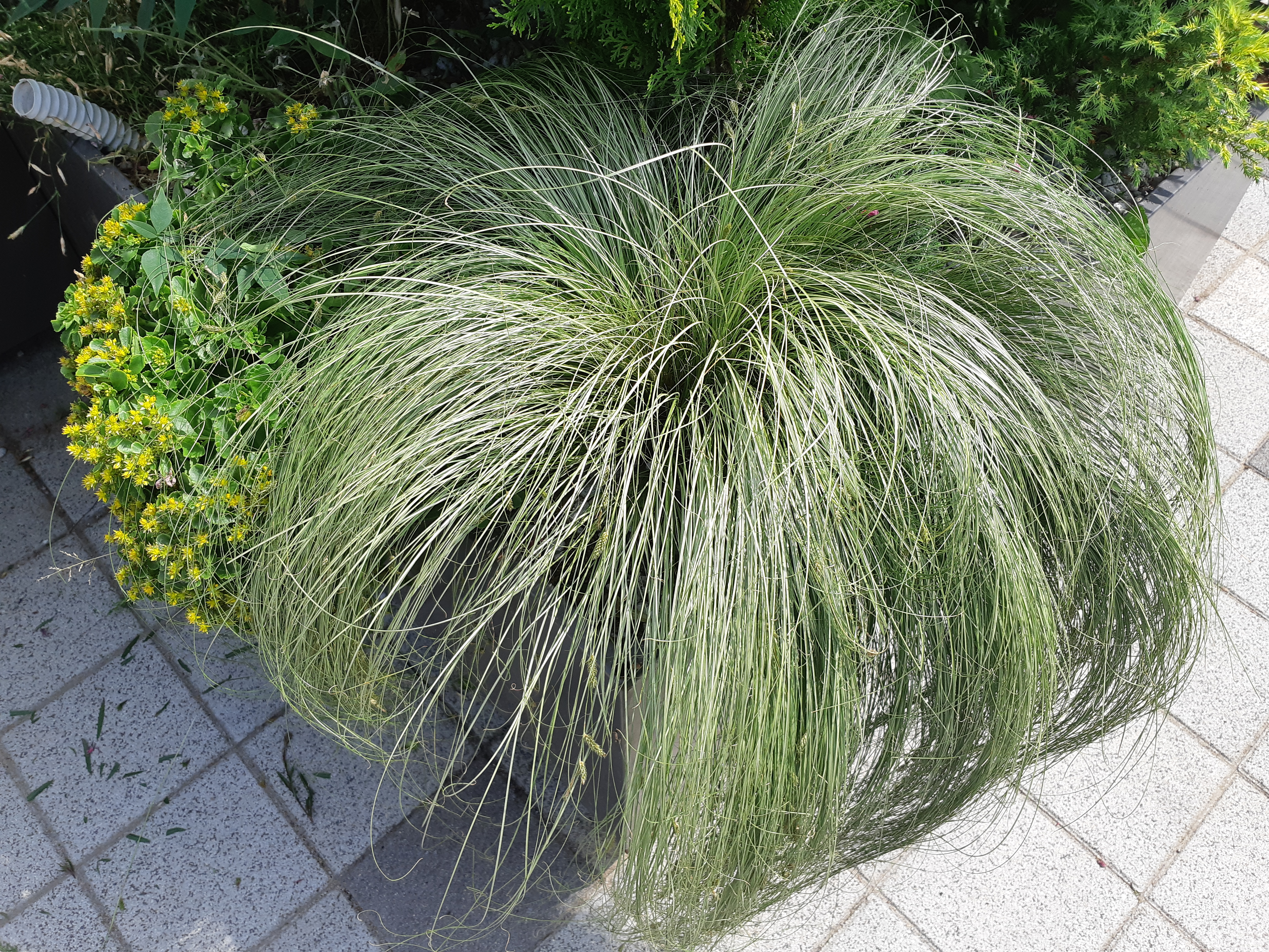 Carex comans 'Frosted Curls'